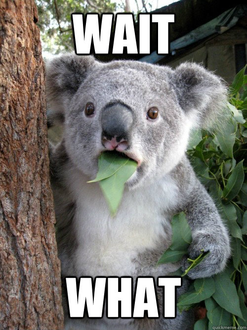 wait what  koala bear