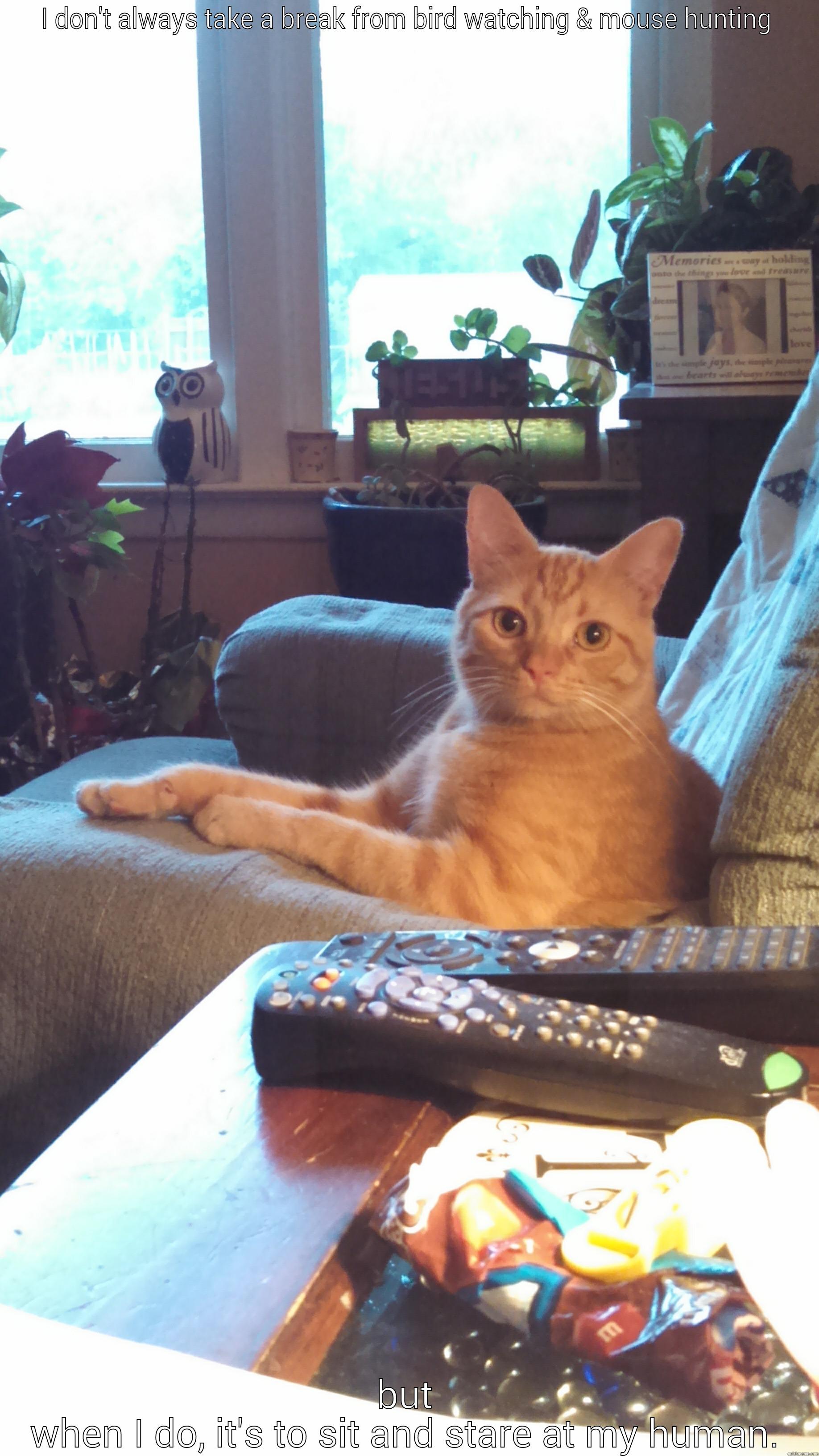 I DON'T ALWAYS TAKE A BREAK FROM BIRD WATCHING & MOUSE HUNTING BUT WHEN I DO, IT'S TO SIT AND STARE AT MY HUMAN. Misc