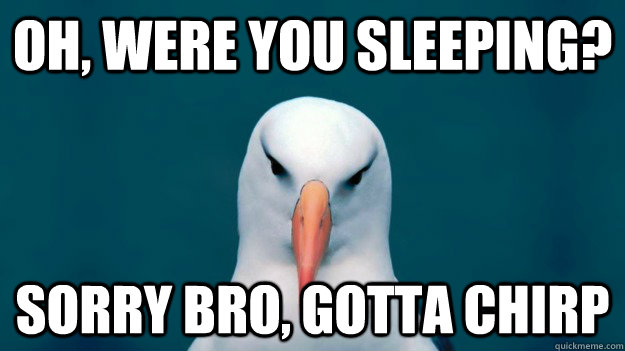 oh, were you sleeping? sorry bro, gotta chirp  