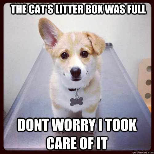 The cat's litter box was full Dont worry I took care of it  Good Guy Dog