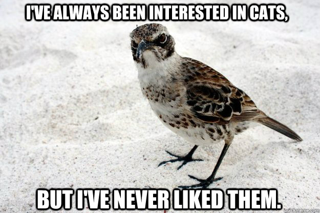 I've always been interested in cats,  but I've never liked them. - I've always been interested in cats,  but I've never liked them.  Curmudgeon Bird