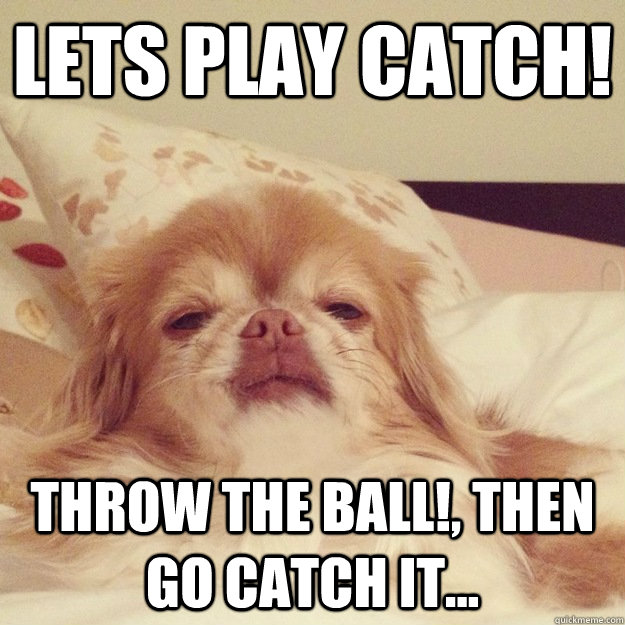Lets play catch! Throw the ball!, then go catch it...  