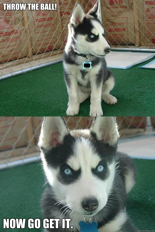 Throw the ball! Now go get it.  Insanity puppy