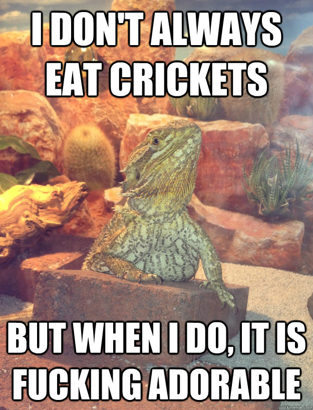 I don't always eat crickets But when I do, it is fucking adorable  