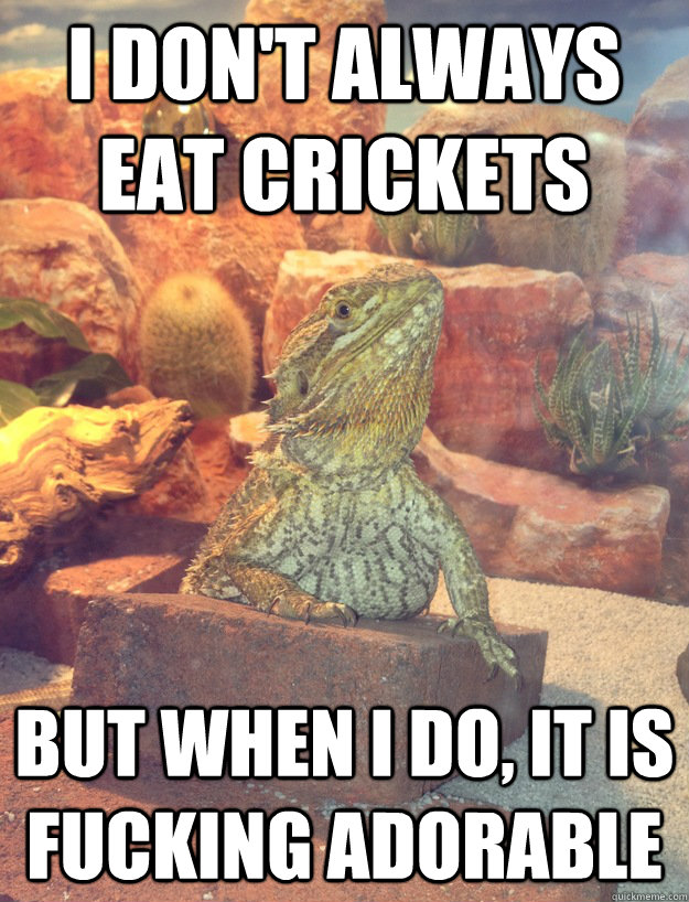 I don't always eat crickets But when I do, it is fucking adorable - I don't always eat crickets But when I do, it is fucking adorable  Misc