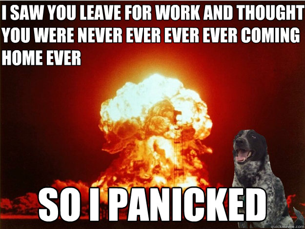 I saw you leave for work and thought you were never ever ever ever coming home ever So I panicked - I saw you leave for work and thought you were never ever ever ever coming home ever So I panicked  panicked dog