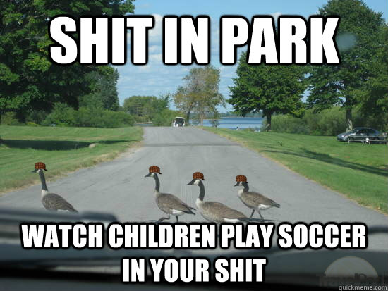 shit in park watch children play soccer in your shit  Scumbag Geese