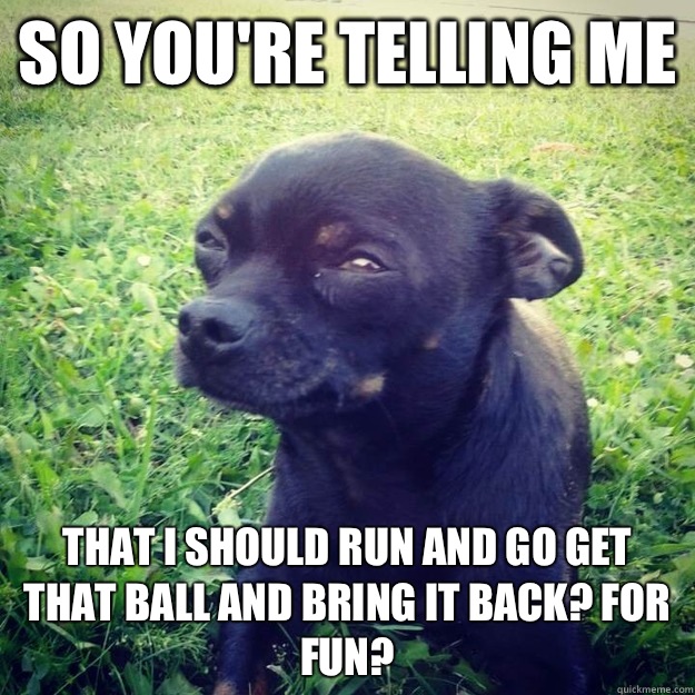 So you're telling me That I should run and go get that ball and bring it back? For fun?  Skeptical Dog