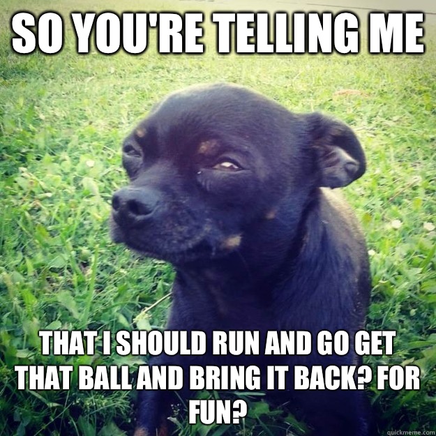 So you're telling me That I should run and go get that ball and bring it back? For fun?  Skeptical Dog