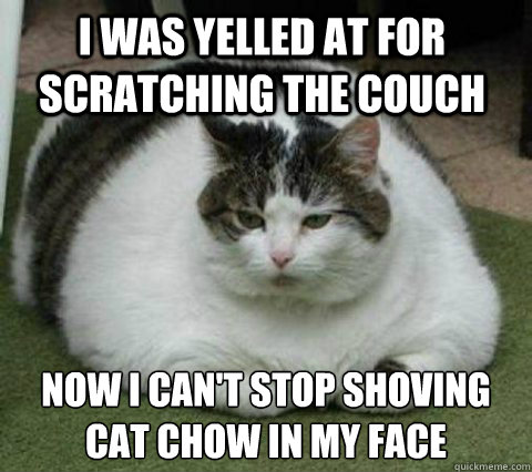 I was yelled at for scratching the couch Now I can't stop shoving cat chow in my face - I was yelled at for scratching the couch Now I can't stop shoving cat chow in my face  Fatcat