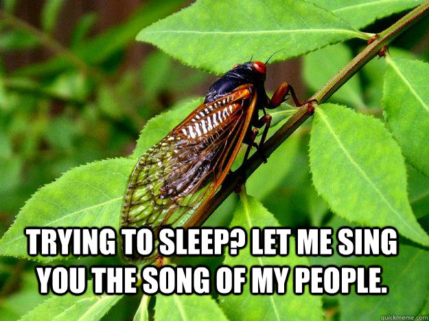 Trying to sleep? let me sing you the song of my people.   
