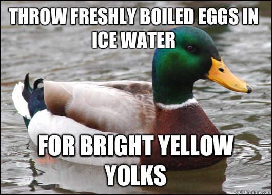 Throw freshly boiled eggs in ice water For bright yellow yolks  Actual Advice Mallard