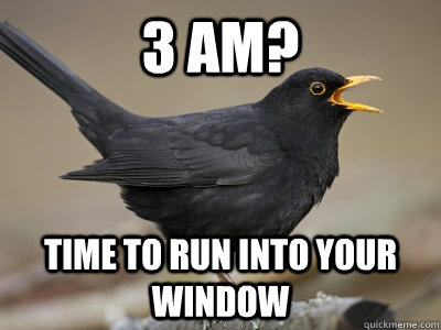 3 AM? Time to run into your window  