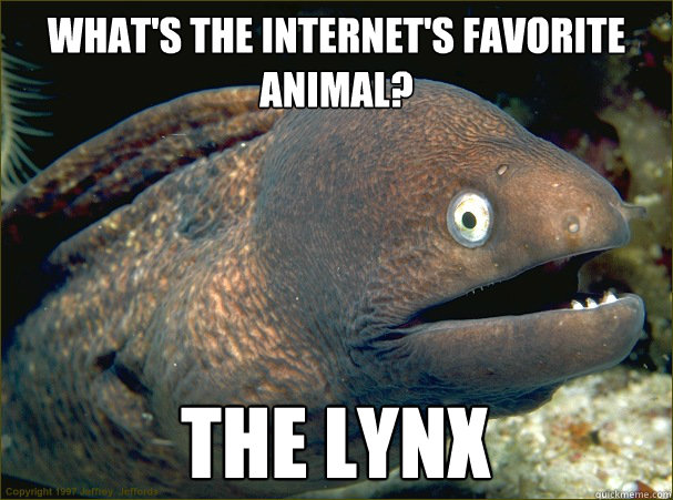 What's the internet's favorite animal? The lynx - What's the internet's favorite animal? The lynx  Bad Joke Eel