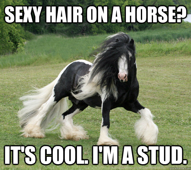 Sexy hair on a horse? It's cool. I'm a stud.   sexy horse