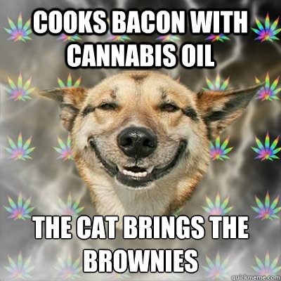 Cooks bacon with cannabis oil The cat brings the brownies
  Stoner Dog