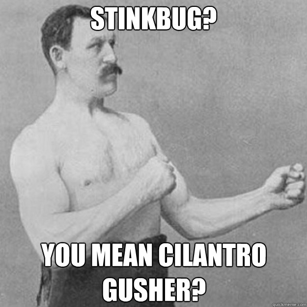 stinkbug? You mean cilantro gusher? - stinkbug? You mean cilantro gusher?  Misc