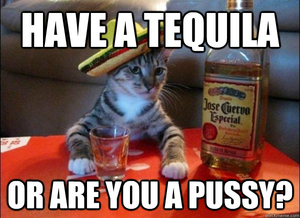 Have a Tequila or are you a pussy? - Have a Tequila or are you a pussy?  tequila cat