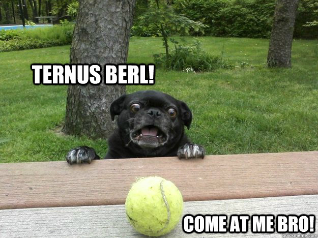 TERNUS BERL! Come at me bro!  derp dog vs tennis ball