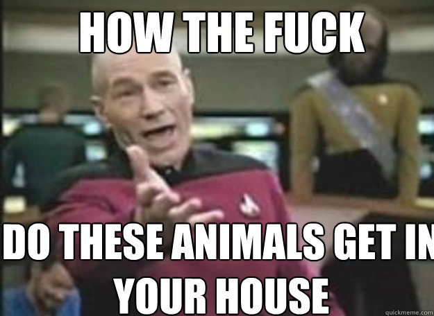 How the Fuck Do these animals get in your house  how the fuck
