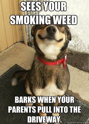 Sees your smoking weed barks when your parents pull into the driveway. - Sees your smoking weed barks when your parents pull into the driveway.  Good Dog