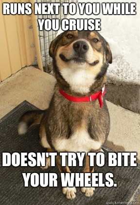 Runs next to you while you cruise Doesn't try to bite your wheels.  Good Dog Greg