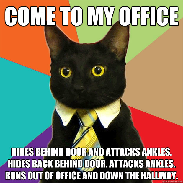 come to my office hides behind door and attacks ankles. hides back behind door. attacks ankles. runs out of office and down the hallway.  Business Cat