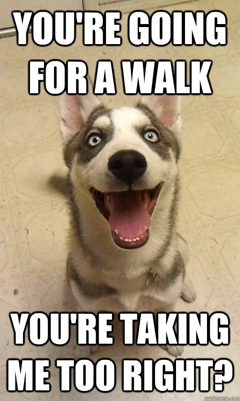 You're going for a walk You're taking me too right? - You're going for a walk You're taking me too right?  Overly Attached Dog