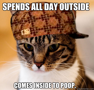 Spends all day outside Comes inside to poop. - Spends all day outside Comes inside to poop.  Scumbag Cat