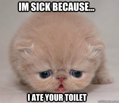 im sick because... i ate your toilet - im sick because... i ate your toilet  eated cookie cat