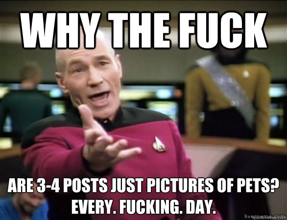 why the fuck are 3-4 posts just pictures of pets?
every. fucking. day.  Annoyed Picard HD