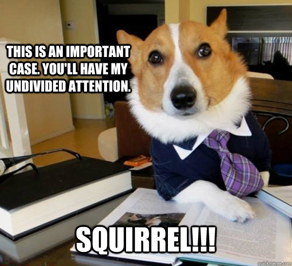 This is an important case. You'll have my undivided attention. SQUIRREL!!!  Lawyer Dog