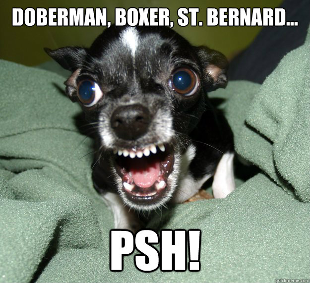 Doberman, boxer, st. Bernard... Psh! - Doberman, boxer, st. Bernard... Psh!  Chihuahua Logic