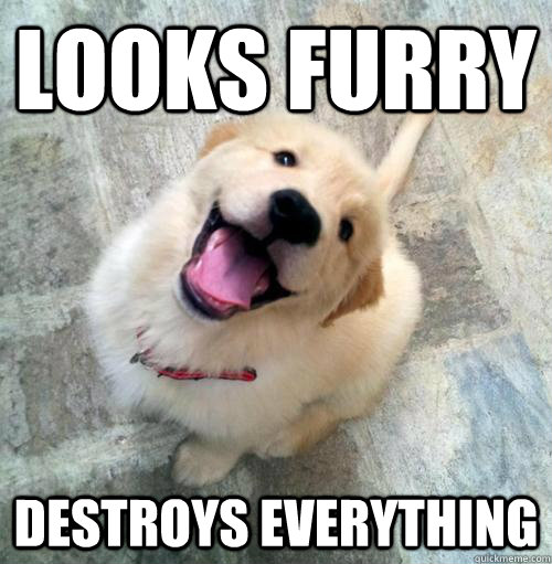 Looks Furry Destroys Everything  Actual Puppy