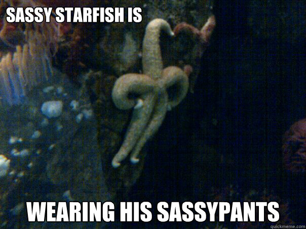 Sassy Starfish is wearing his sassypants  Sassy Starfish