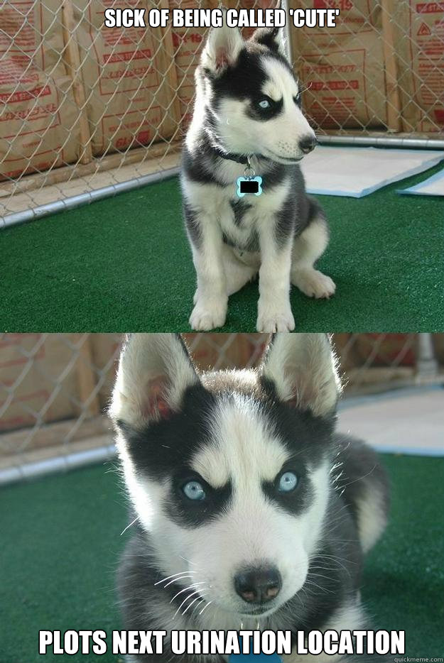 Sick of being called 'cute' plots next urination location  Insanity puppy