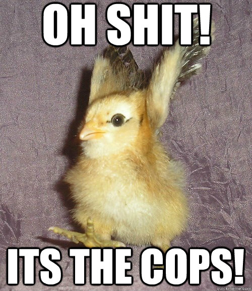 oh shit! its the cops! - oh shit! its the cops!  Criminal Bird