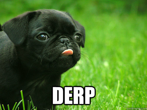  derp -  derp  Derpy pug