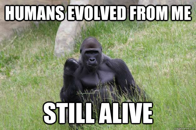 Humans evolved from me Still Alive - Humans evolved from me Still Alive  success ape