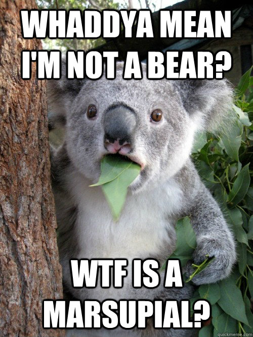 Whaddya mean I'm not a bear? WTF is a marsupial?  koala bear