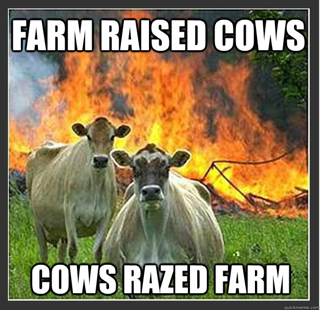 farm raised cows cows razed farm  Evil cows