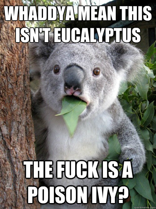 Whaddya mean This isn't eucalyptus the fuck is a poison ivy? - Whaddya mean This isn't eucalyptus the fuck is a poison ivy?  koala bear