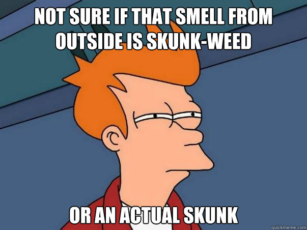 Not sure if that smell from outside is skunk-weed or an actual skunk  Not sure Fry