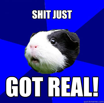 Shit just got real!  Jumpy Guinea Pig
