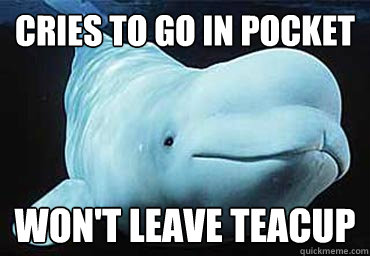 Cries to go in pocket Won't leave teacup  Misbehavin Pocket Whale
