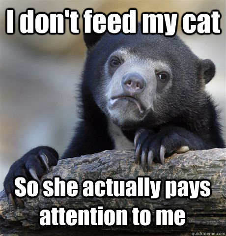 I don't feed my cat So she actually pays attention to me  Confession Bear