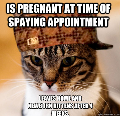 Is pregnant at time of spaying appointment Leaves home and newborn kittens after 4 weeks.  Scumbag Cat