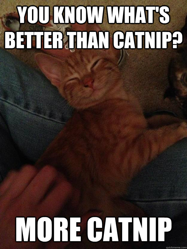 You know what's better than catnip? More catnip - You know what's better than catnip? More catnip  10 cat
