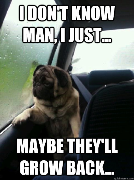 I don't know man, I just... Maybe they'll grow back...  Introspective Pug