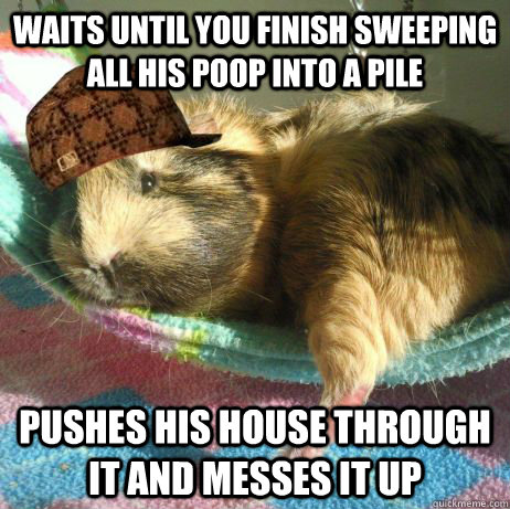 Waits until you finish sweeping all his poop into a pile pushes his house through it and messes it up  Scumbag Guinea Pig